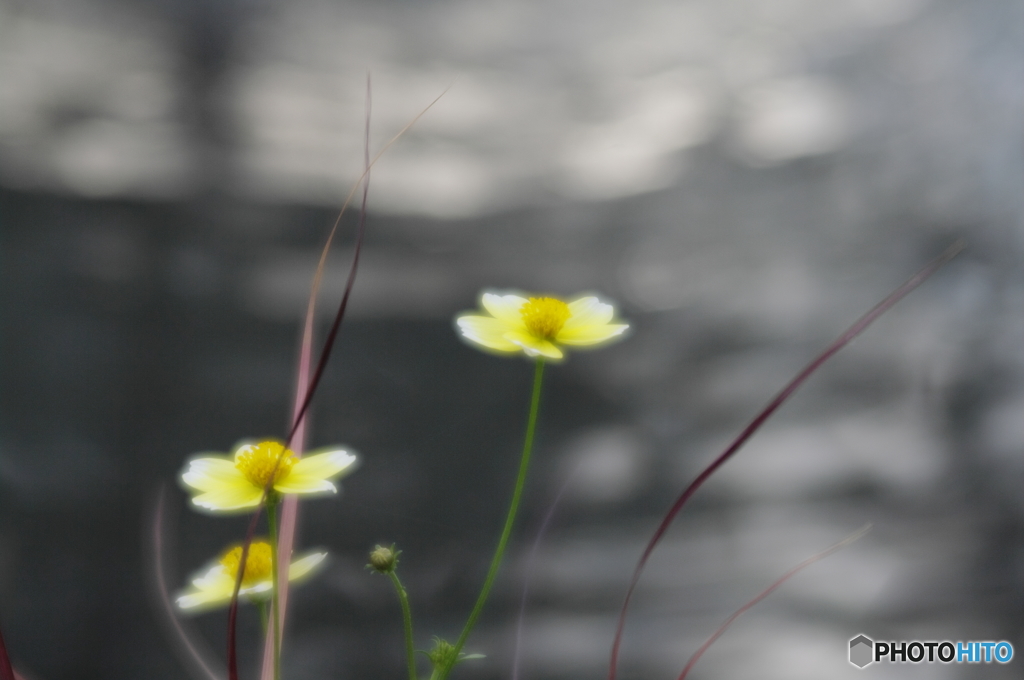 寄せ植え2
