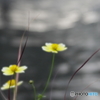 寄せ植え2
