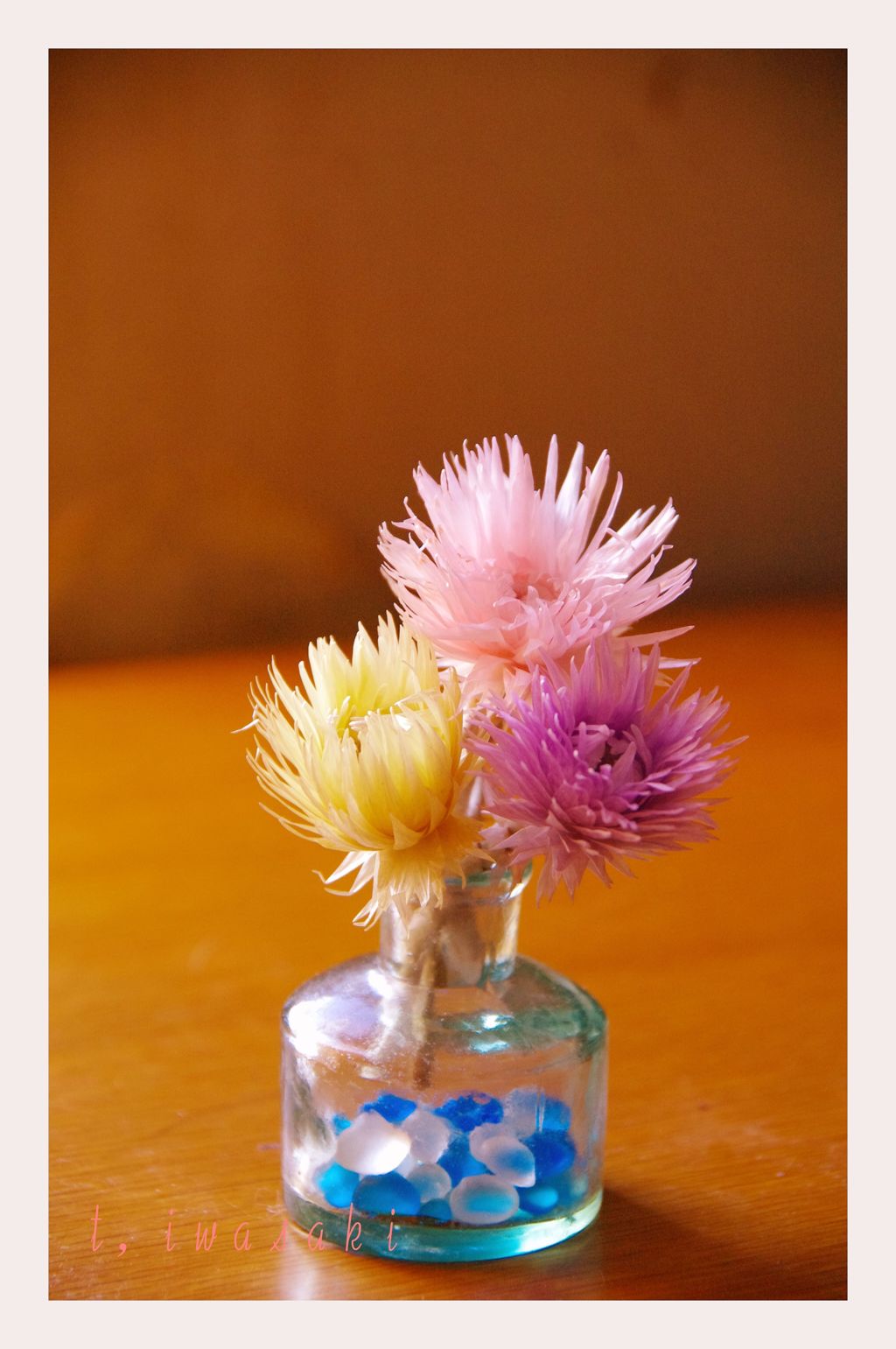 シルバーデージー2　IMGP3904