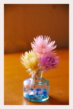 シルバーデージー2　IMGP3904