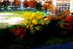 ささやかな黄葉１