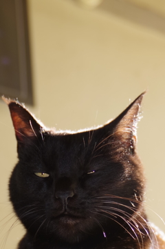 ちっ！ねむたいのに・・・