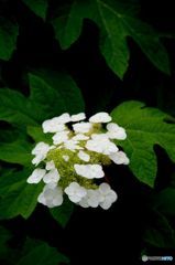 不揃いな花たち