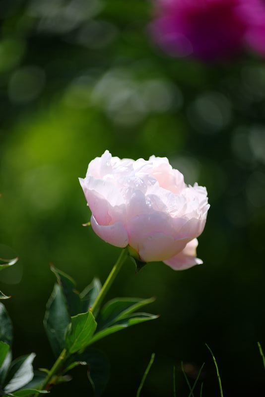 薄っすらと染まる