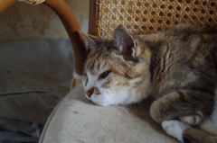 現世と来世の狭間で