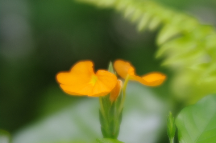 今どきの花