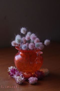 ダイドラグラス　バニーテイル (2)