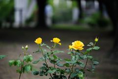 元気に咲いたよ♪