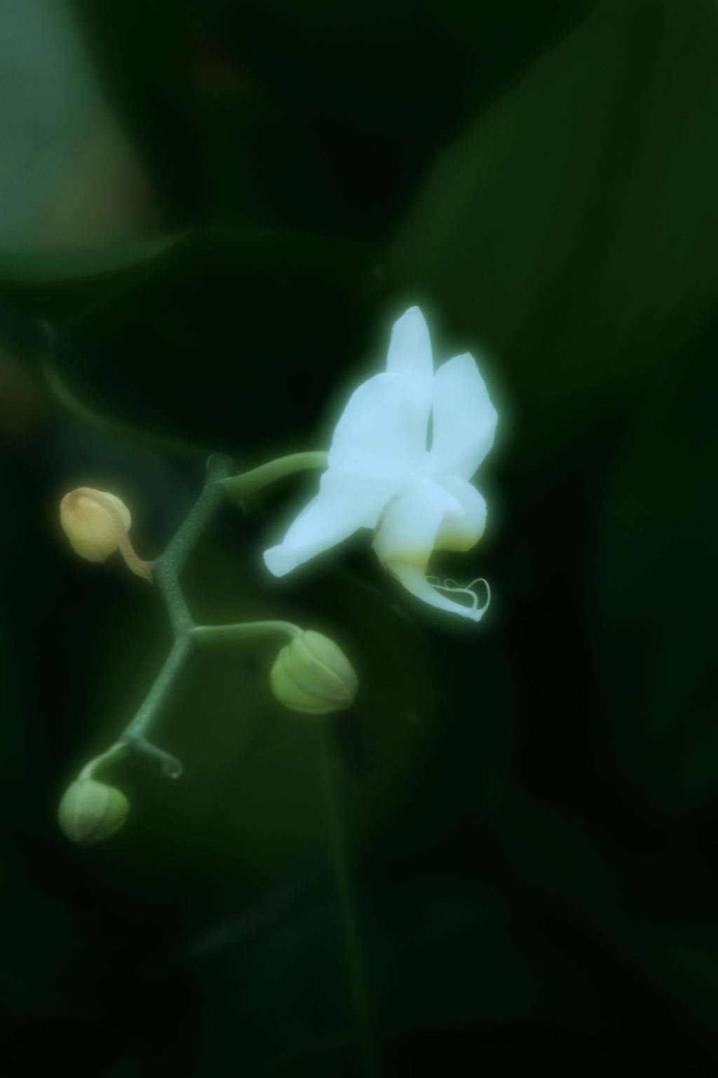踊る胡蝶　