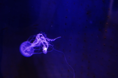 ブースター点火