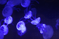 海月舞踊団