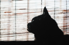 あの雲サンマに似ている・・・　IMGP4035