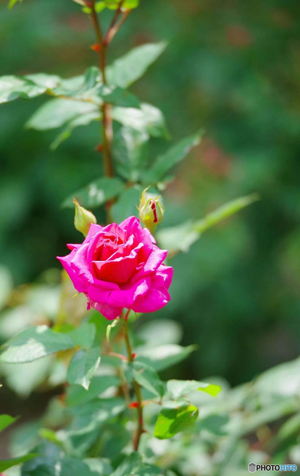薔薇はピンクが良い