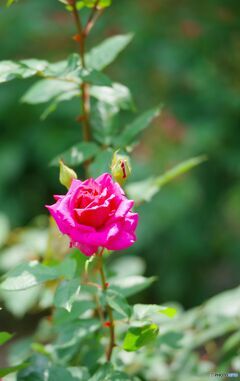 薔薇はピンクが良い