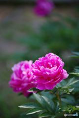 花薫る五月２