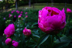 朝の光に包まれて　