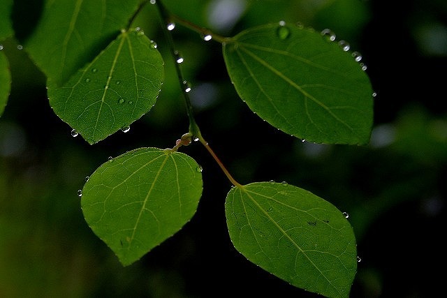 雨あがる