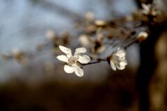 春が呉れた物１