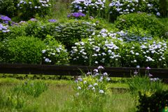 荒れた花園2