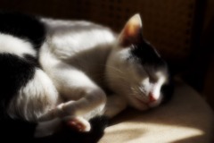まどろみ
