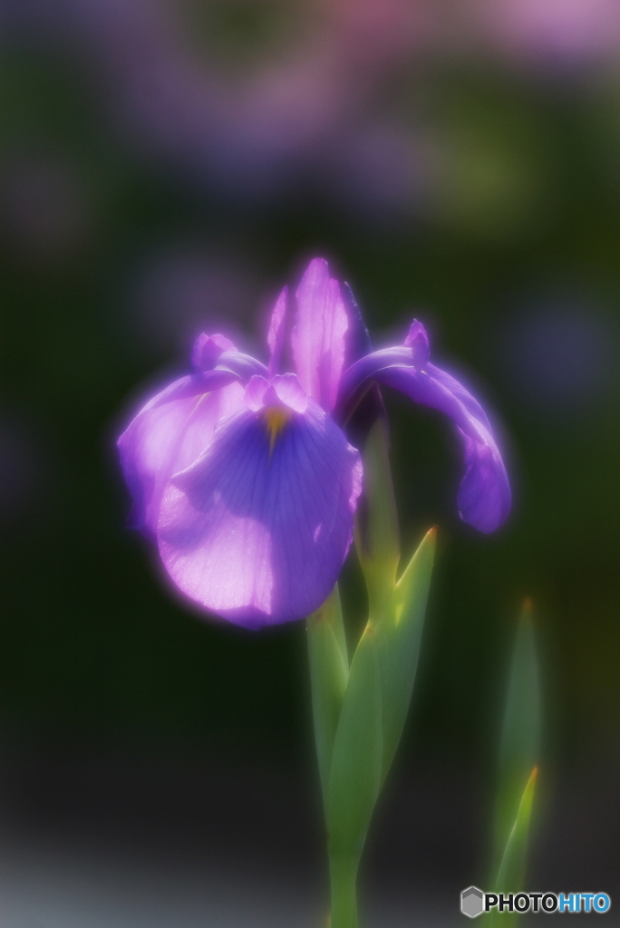 花菖蒲２