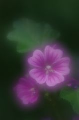 アオイの咲く頃 