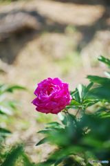 香る薫風