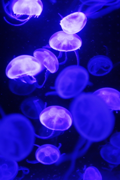 ラッシュアワ－