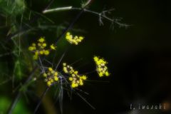 棘がある故美しい