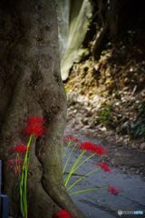 日陰者けなげに咲く