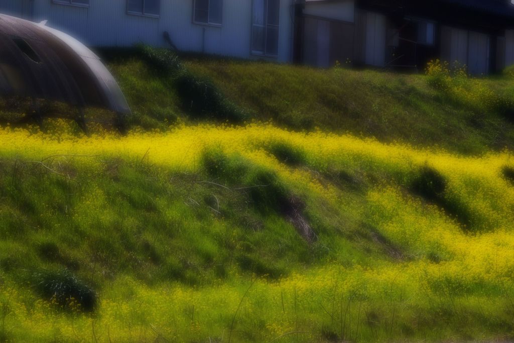 彩