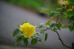 バラが咲いた１