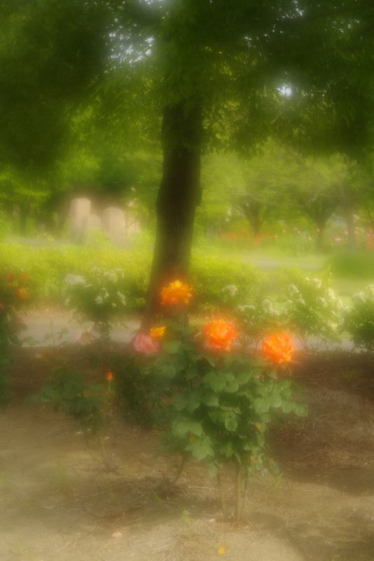 ウイークディの公園３