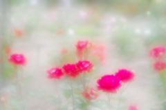 薔薇園