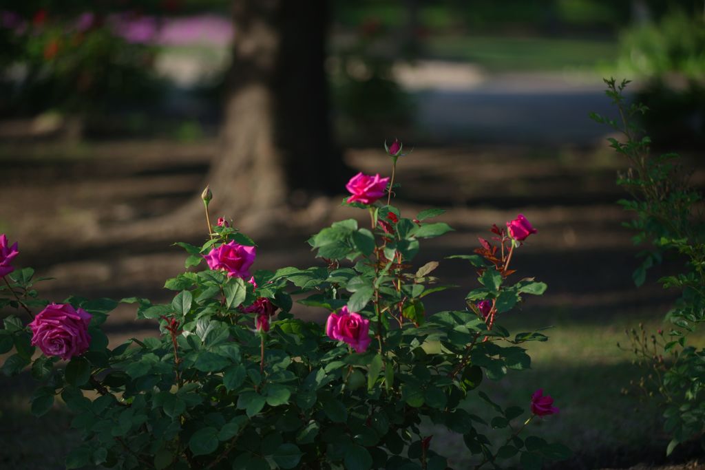 バラが咲いた６　