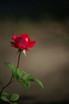 バラが咲いた１2　