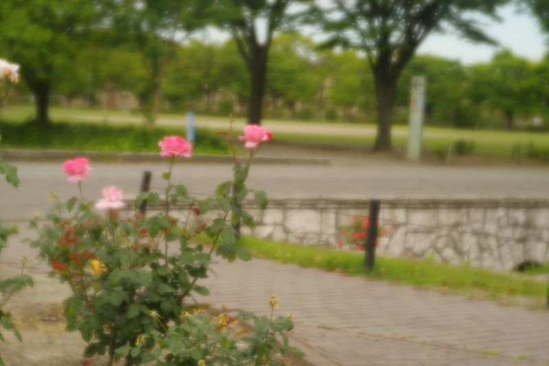 ウイークデーの公園1