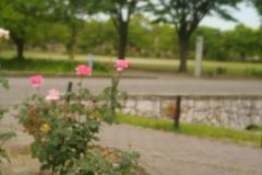 ウイークデーの公園1