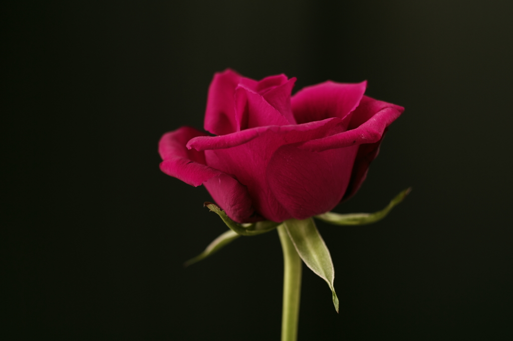 薔薇１