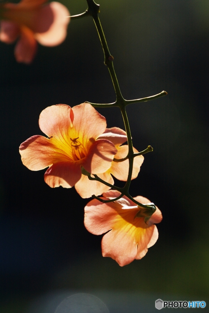 凌霄花