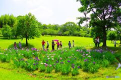 花を見る人涼む人２
