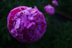 折りたたむの大変なんだから・・・　