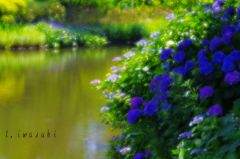 池の畔　