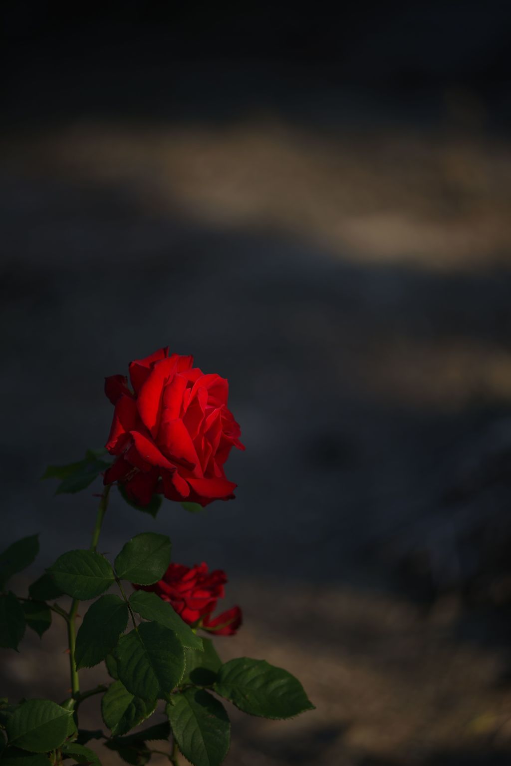 バラが咲いた７　