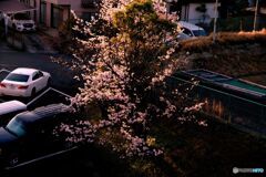夕陽に照らされて