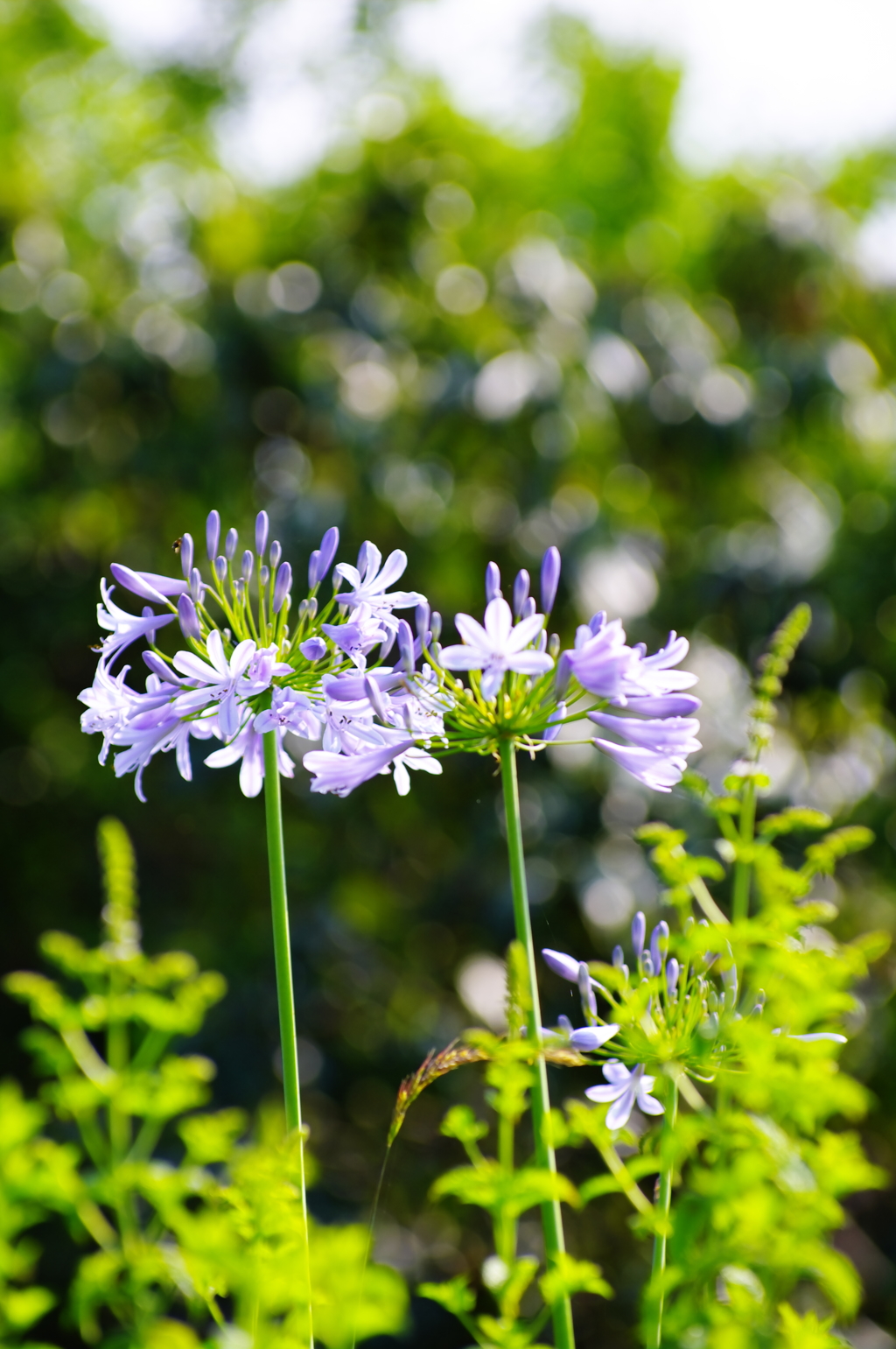 夏草に負けるな