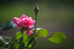 さわやかな日差し