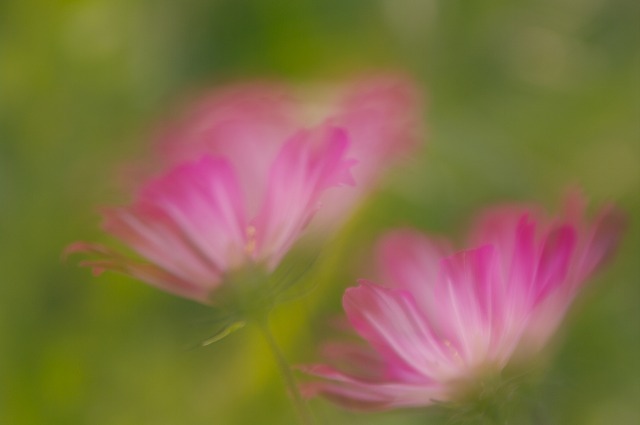 秋桜