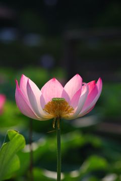 散り際も美しきかな