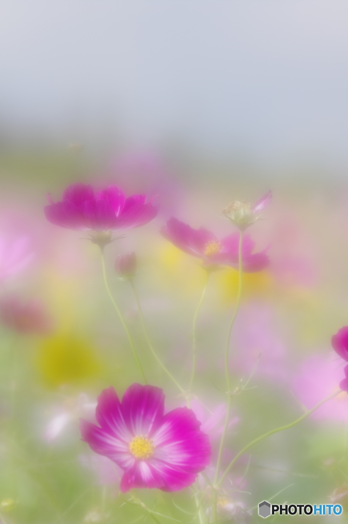 そよ風にたわむる